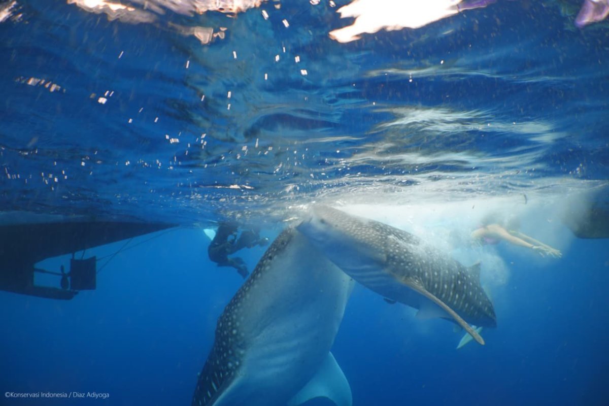 NTB Government Establishes Saleh Bay as Conservation Area